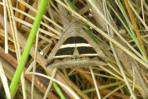 Grammodes bifasciata